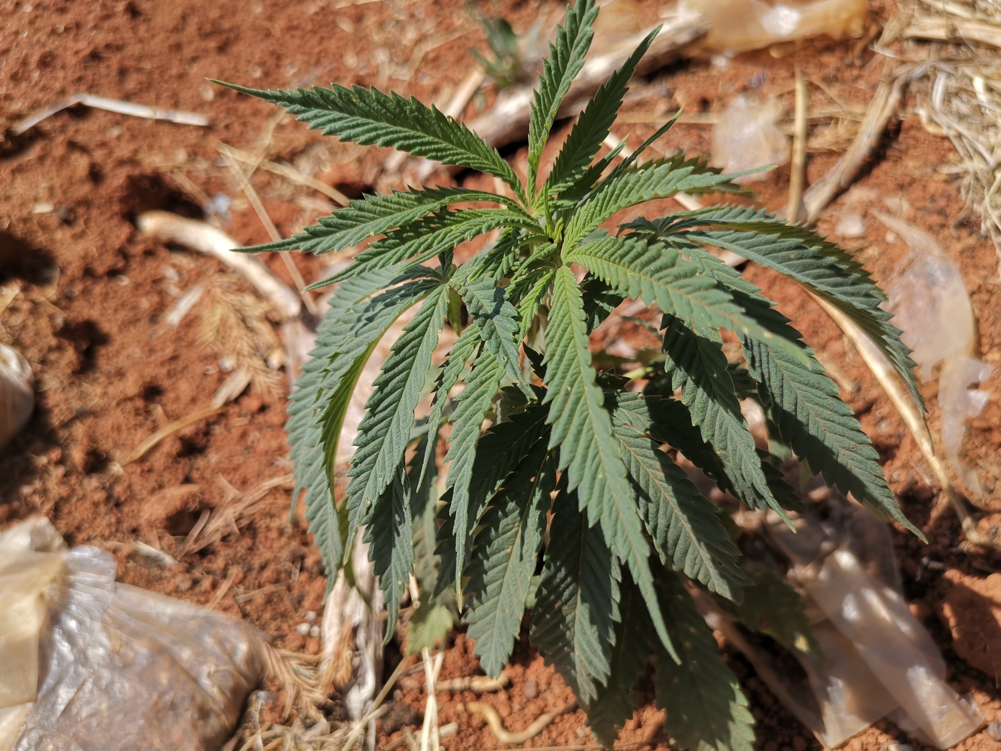 工业大麻概念股市值涨超六百亿 亚太药业贵州百灵等入局