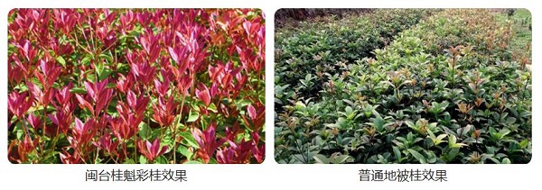 华彩三农.闽台桂魁：如诗如画般的彩叶植物！